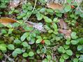 Gaultheria procumbens